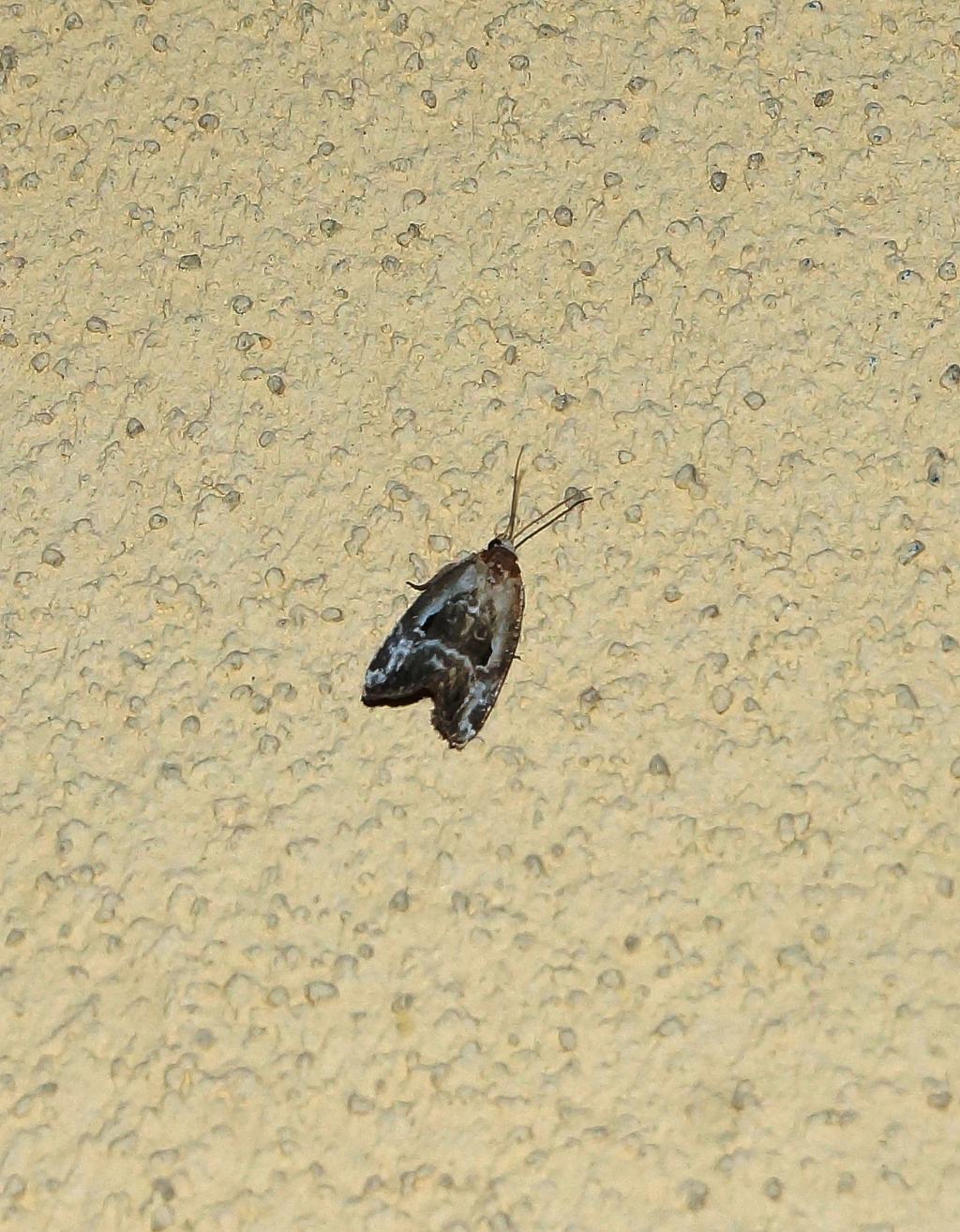 Acleris variegana?  No, Elaphria venustula - Noctuidae